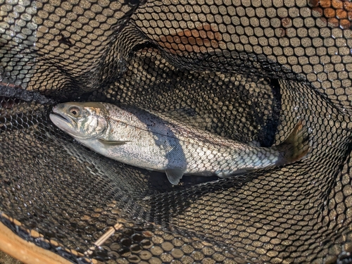 アマゴの釣果