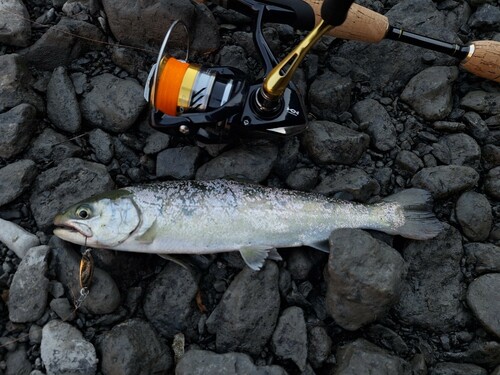 アマゴの釣果