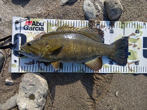 スモールマウスバスの釣果