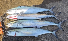 サゴシの釣果