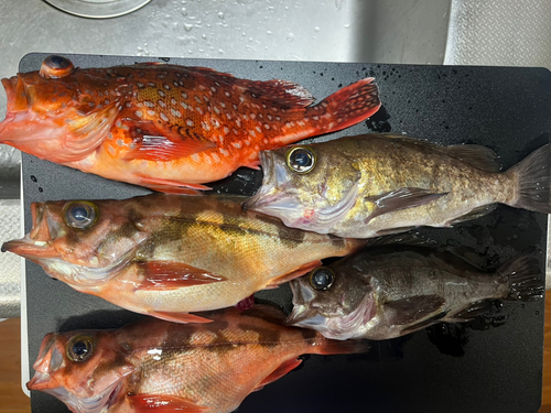 オキメバルの釣果