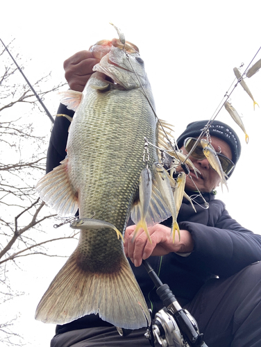 ブラックバスの釣果