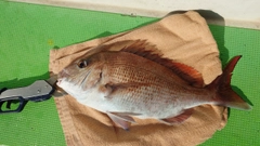 マダイの釣果