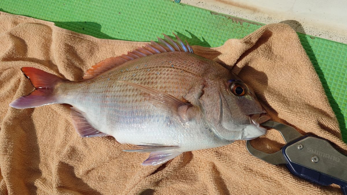 うしーさんの釣果 1枚目の画像