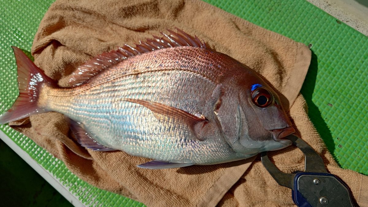 うしーさんの釣果 1枚目の画像