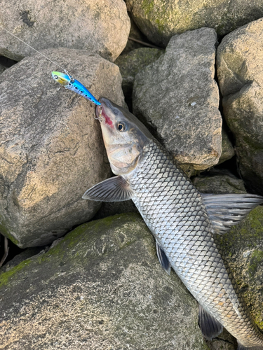 ニゴイの釣果