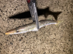 カマスの釣果
