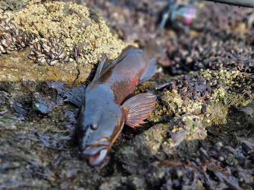 アイナメの釣果