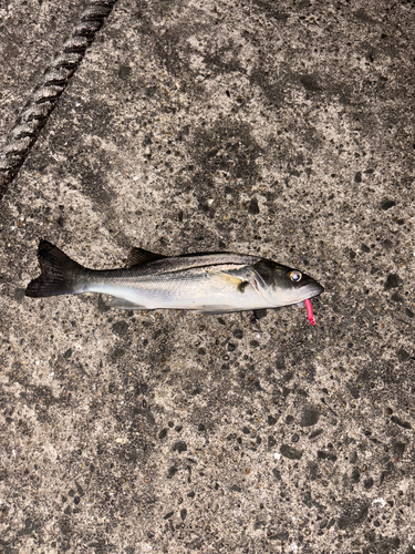 フッコ（タイリクスズキ）の釣果