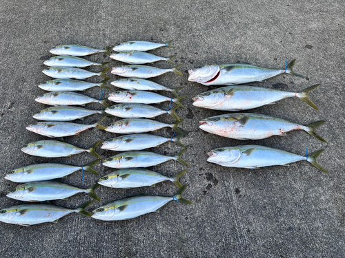 ハマチの釣果