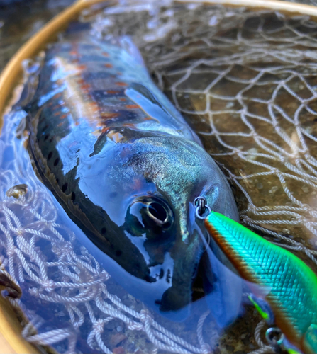 アマゴの釣果