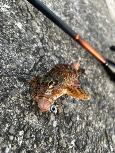 カサゴの釣果