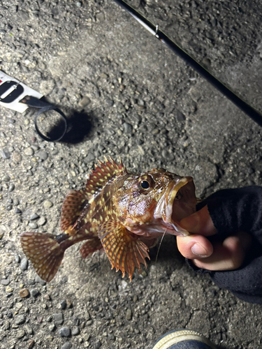 カサゴの釣果