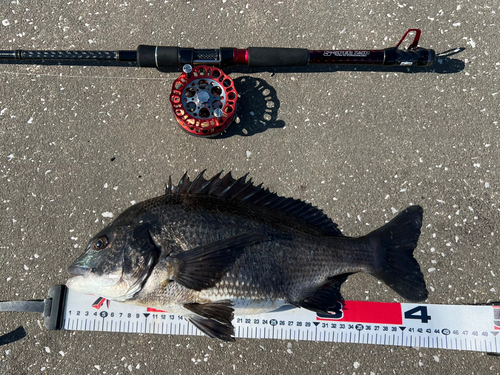 クロダイの釣果