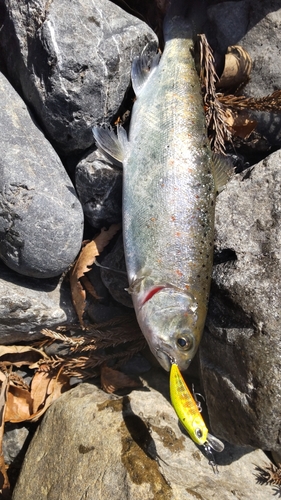 アマゴの釣果