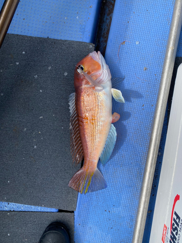 アマダイの釣果