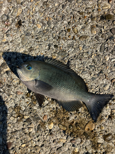 グレの釣果