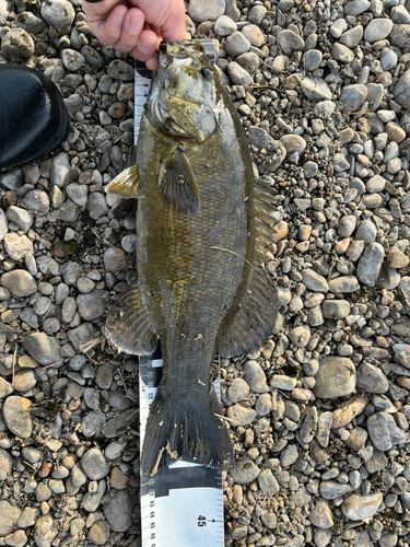 スモールマウスバスの釣果