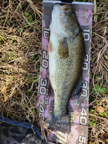 ブラックバスの釣果