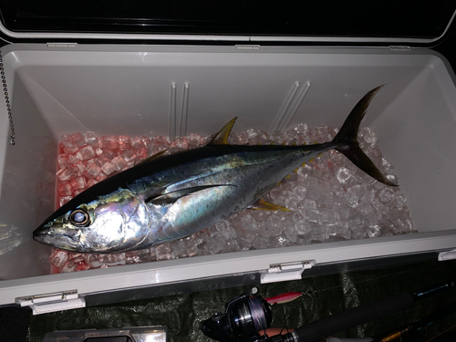 キハダマグロの釣果