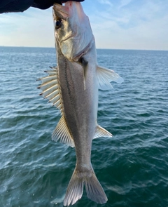 フッコ(マルスズキ)の釣果
