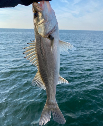 フッコ（マルスズキ）の釣果