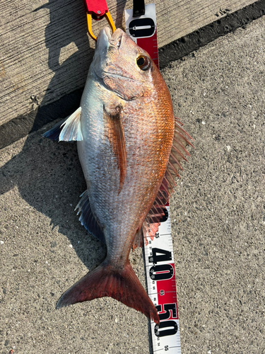 マダイの釣果