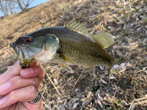 ラージマウスバスの釣果