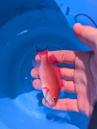 ハナダイの釣果