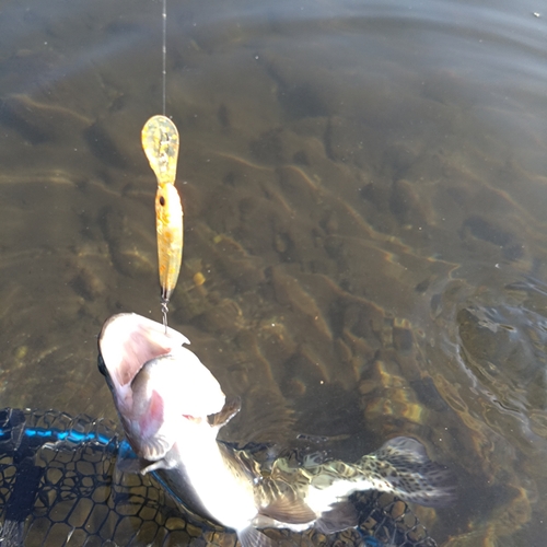 ニジマスの釣果