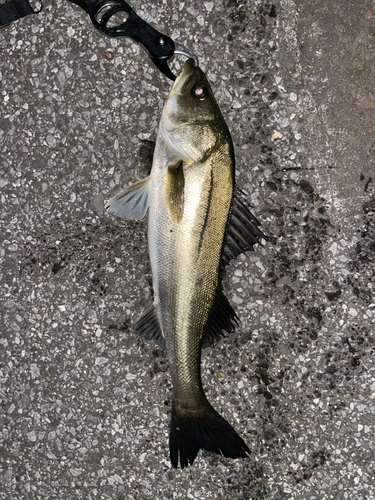 スズキの釣果