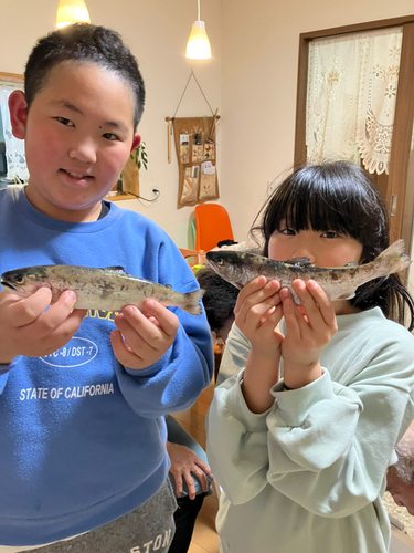 アマゴの釣果