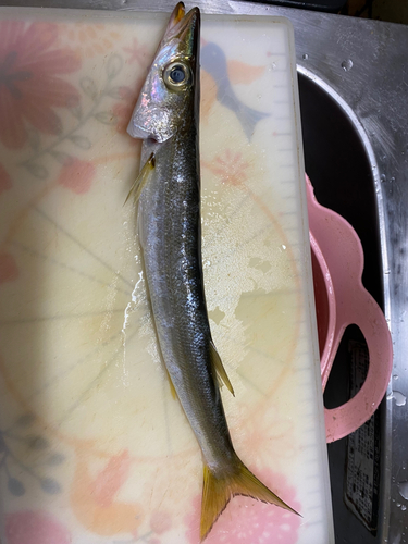 カマスの釣果