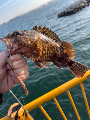 カサゴの釣果