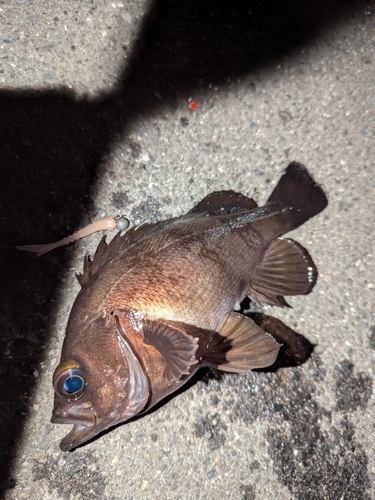 メバルの釣果