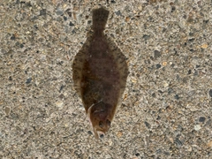 カレイの釣果