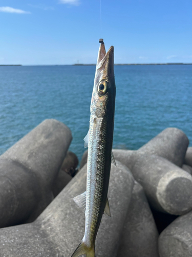 カマスの釣果