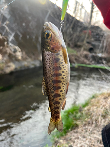 ニジマスの釣果