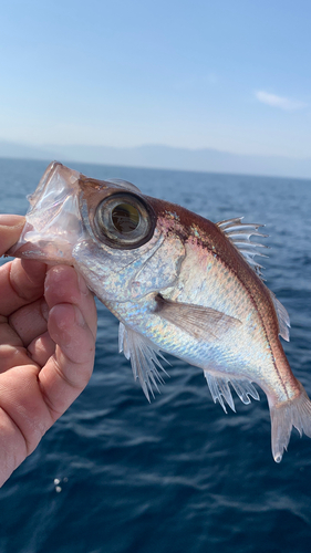 シロムツの釣果