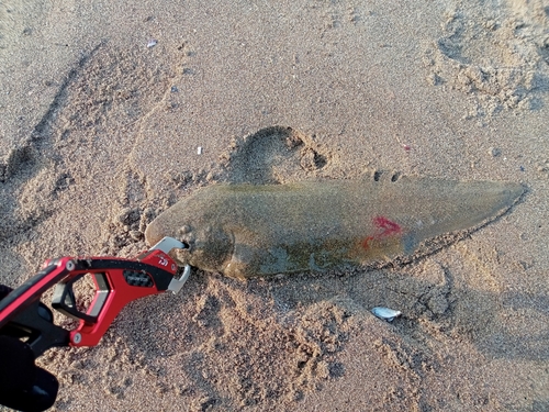 シタビラメの釣果