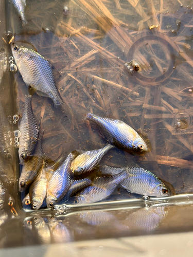 タイリクバラタナゴの釣果