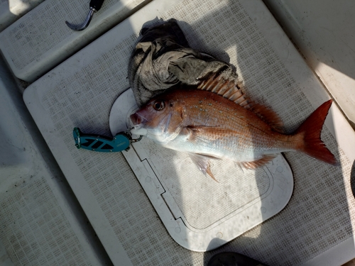 マダイの釣果