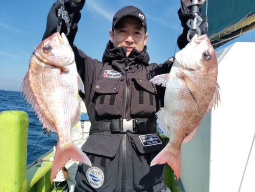 マダイの釣果