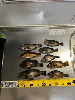 マダイの釣果