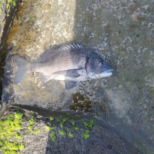 セイゴ（マルスズキ）の釣果