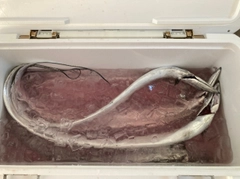 タチウオの釣果