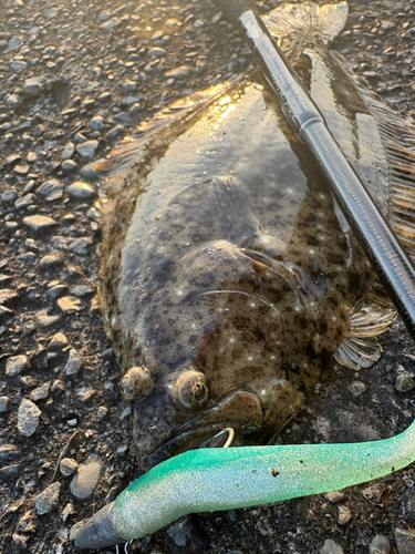 ヒラメの釣果