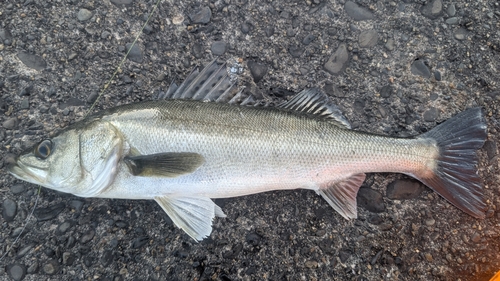 セイゴ（マルスズキ）の釣果