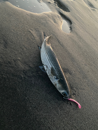 大倉戸海岸