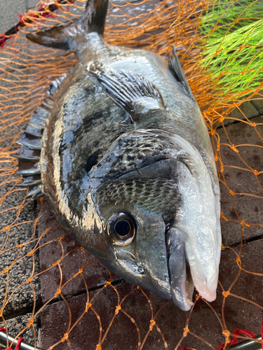 チヌの釣果